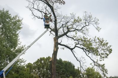 Cherry Tree Removal