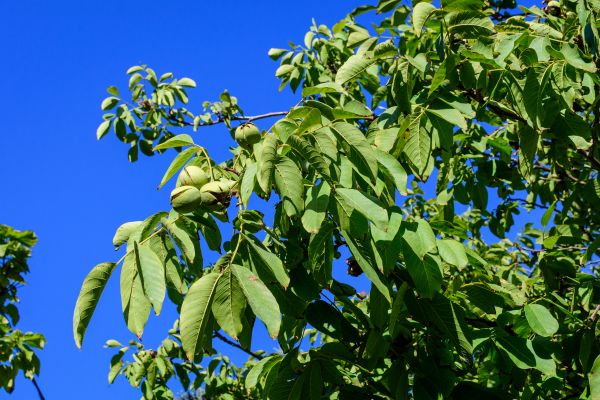Cost of Walnut Tree Removal in Bryan