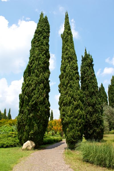 Cost of Cypress Tree Removal in Bryan