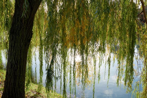 Cost of Willow Tree Removal in Bryan