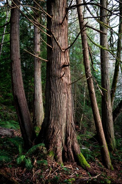 Cost of Cedar Tree Removal in Bryan