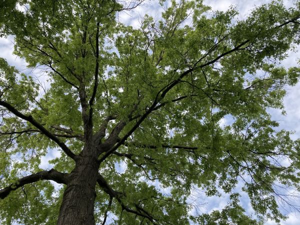 Cost of Oak Tree Removal in Bryan
