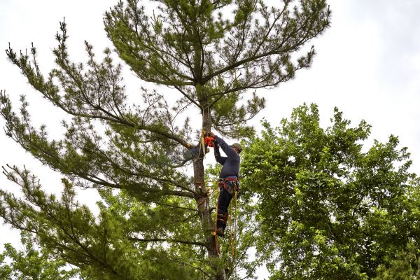 Cost of Pine Tree Removal in Bryan