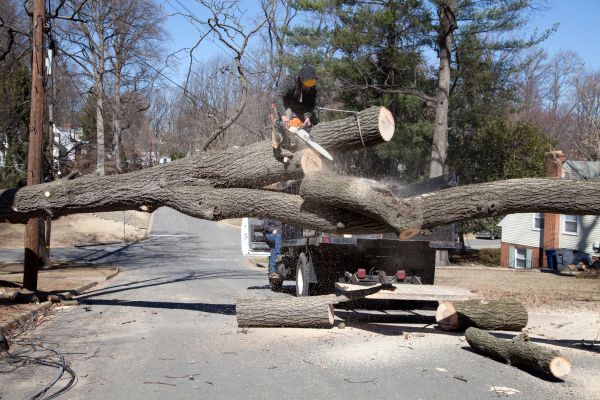 Cost of Residential Tree Removal in Bryan